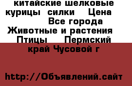 китайские шелковые курицы (силки) › Цена ­ 2 500 - Все города Животные и растения » Птицы   . Пермский край,Чусовой г.